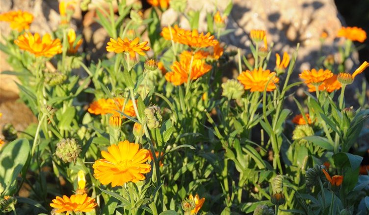 12-garten-ringelblumen, © Gabriele Prandstetter