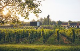 Weingut Loimer, © Foto: Andreas Hofer / Weingut Fred Loimer