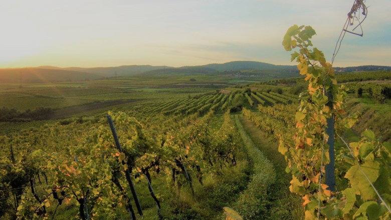 Weingarten, © Weingut am Berg